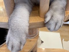 -有喵·猫咖·狗咖·30几只猫10只小狗(岗厦店)