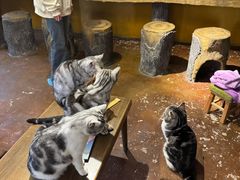 -猫猫幼稚园·撸猫·桌游·电玩