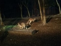 -清迈夜间动物园