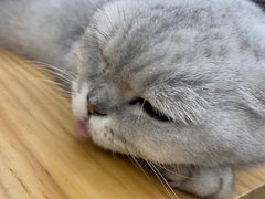 -李小姐の猫咖啡馆(五角场店)