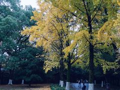 -灵谷景区