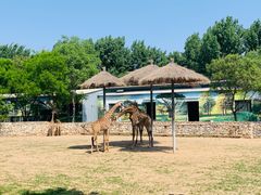 -北京野生动物园