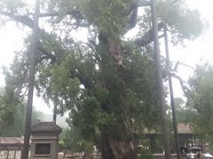 -黄帝陵