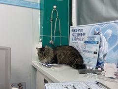 -博特宠物医院24h犬猫全科.骨科·异宠