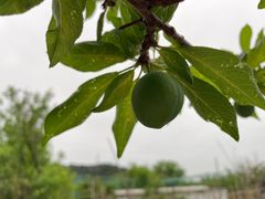 -丽泽山庄·生态怀柔菜·虹鳟鱼(红螺寺店)