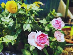 -大自然花鸟鱼虫市场