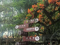 -独树成林