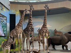 -陕西自然博物馆