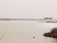 -盐城丹顶鹤湿地生态旅游区