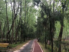 -合肥滨湖国家森林公园