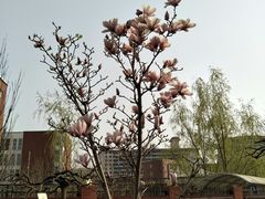 -芍药居北里