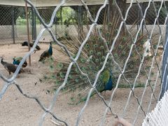 -长白岛森林公园