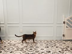 -遇见羊驼·奶狗咖·布偶猫咖·法斗柯基柴犬阿拉斯加(春熙路太古里IFS店)