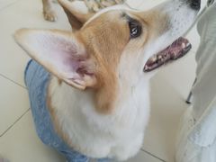 -怪兽屋·羊驼·猫咖·狗咖(俊华广场店)