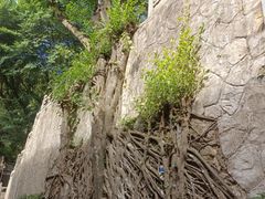 -广州市白云山风景名胜区
