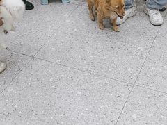 -四月宠物医院·猫专科·心脏专科·内科(转塘店)