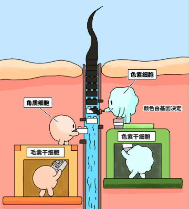 为什么白发是卷的?百科在线
