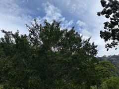 -槟城植物园