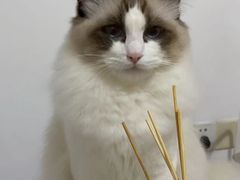 -瑞鹏宠物医院·骨科·猫科·内科(第一中心)