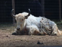 -青藏高原野生动物园