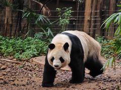 -深圳野生动物园