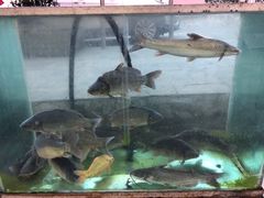 -燕兵眉州肥肠鱼饭店