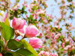 -海棠花溪(元大都城垣遗址公园)
