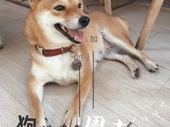 -柴犬高等学院·狗咖·柴犬售卖·宠物训练