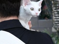-十年猫舍·猫咪专门店(普陀店)