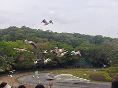 -深圳野生动物园