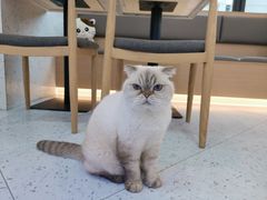 -喵园·猫主题咖啡厅·撸猫·猫咖(国贸店)