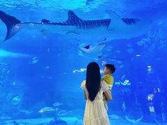 -烟台海昌鲸鲨海洋公园