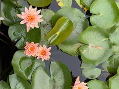 -白鹭湾湿地公园