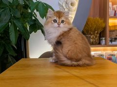 -山宅一喵德文卷毛猫舍