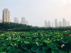 -前关湿地公园