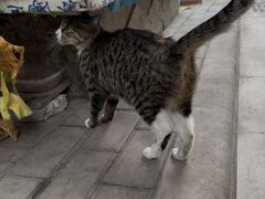 -宠物星动物医院·眼科·异宠·猫科(江南大道总院)