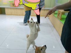 -柴源莊·柴小宠柴犬咖啡