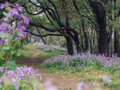 -上海共青森林公园