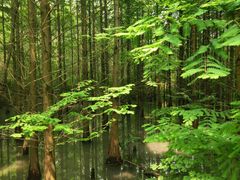 -桤木河湿地公园