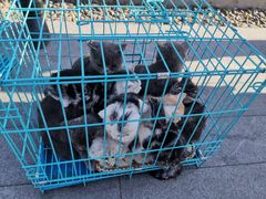 -鼎泰丰(当代商城店)