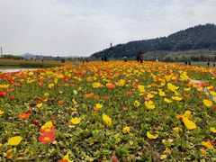 -径山花海