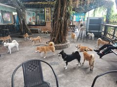-柴犬高等学院·狗咖·柴犬售卖·宠物训练