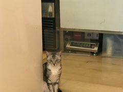 -猫咪派对(江南西店)