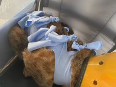 -伟伟宠物医院·CT影像中心·瑞派犬猫综合性门诊(汉口总院)
