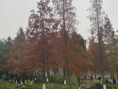 -重庆彩云湖湿地公园