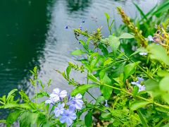 -荔枝公园(福田区)