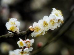 -花开海上生态园