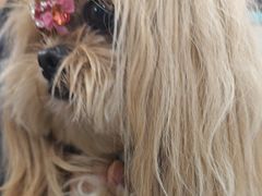 -安安宠医宠物医院·异宠·犬猫内科(岳阳分院)