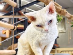 -豆逗聊愈猫阁Easy Life