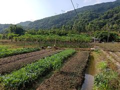 -广州市帽峰山景区
